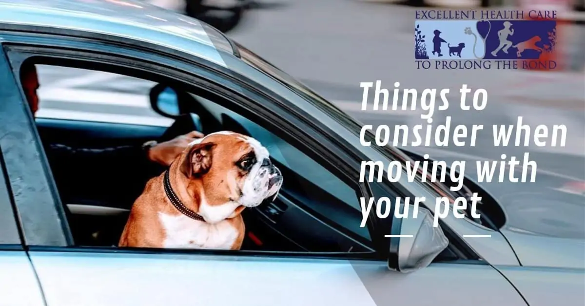 Things to consider when moving with your pet