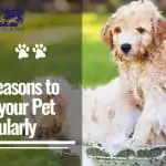 Top 5 Reasons to Groom your Pet Regularly