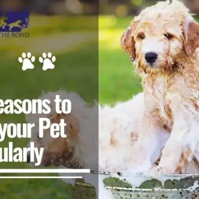 Top 5 Reasons to Groom your Pet Regularly