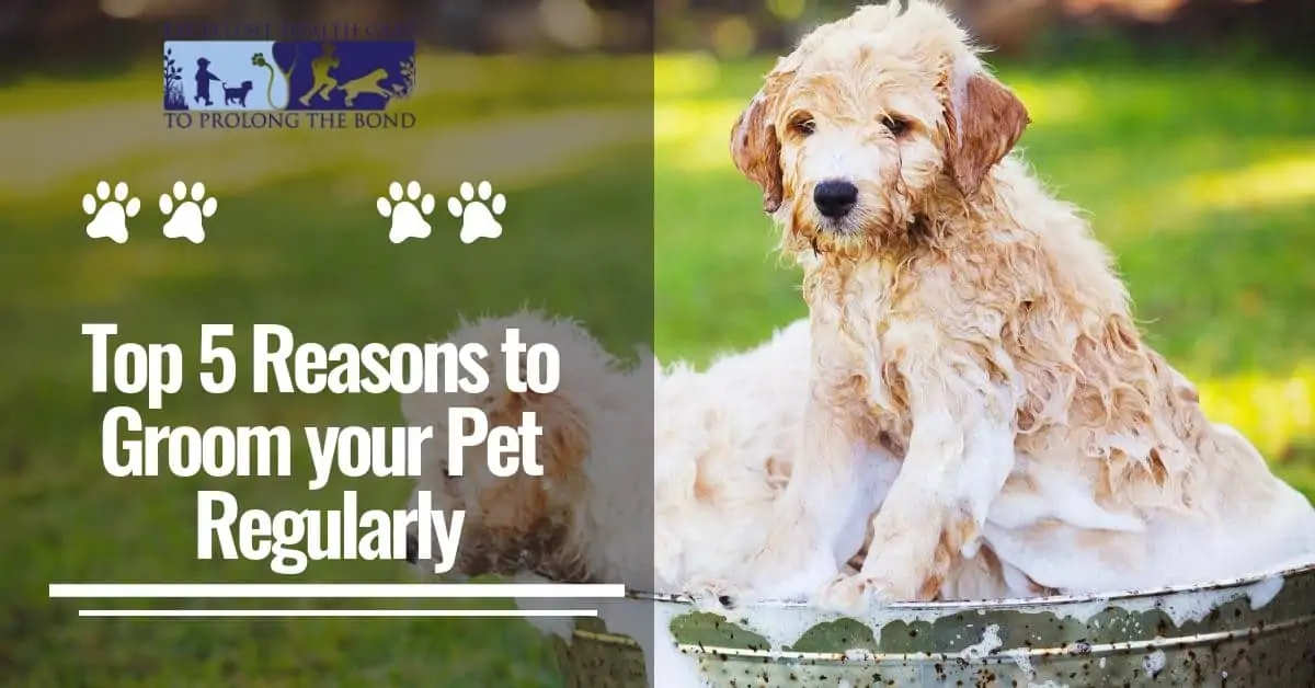 Top 5 Reasons to Groom your Pet Regularly