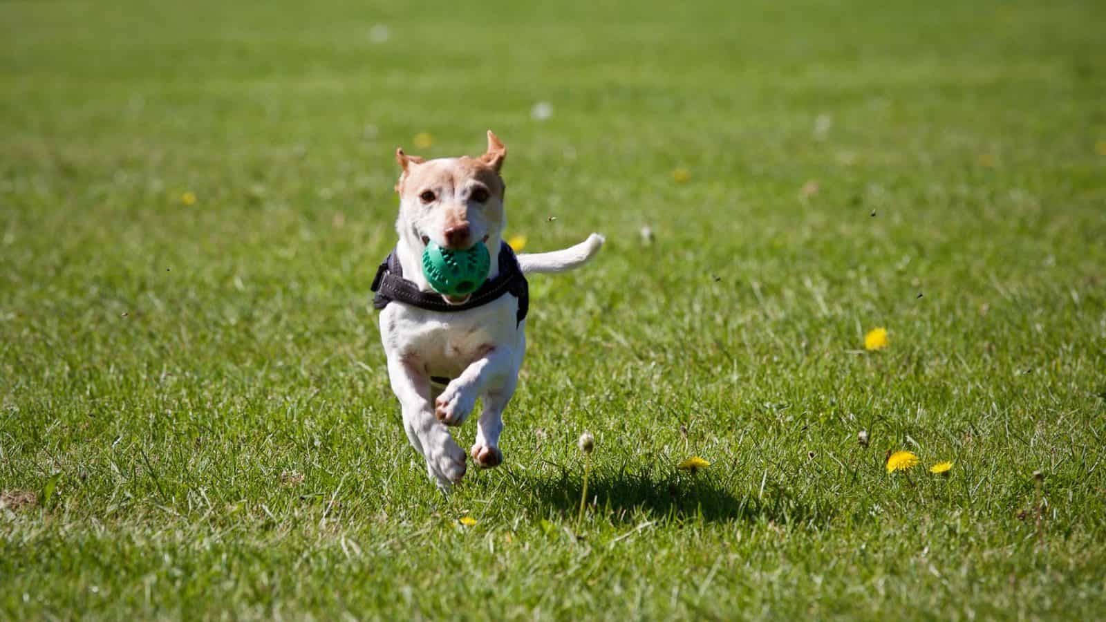 5 important dog shock collar training tips Richmond