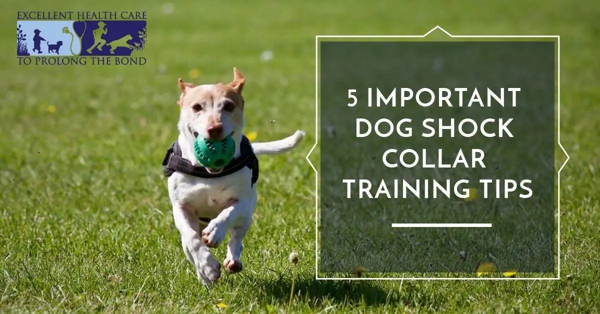 5 important dog shock collar training tips