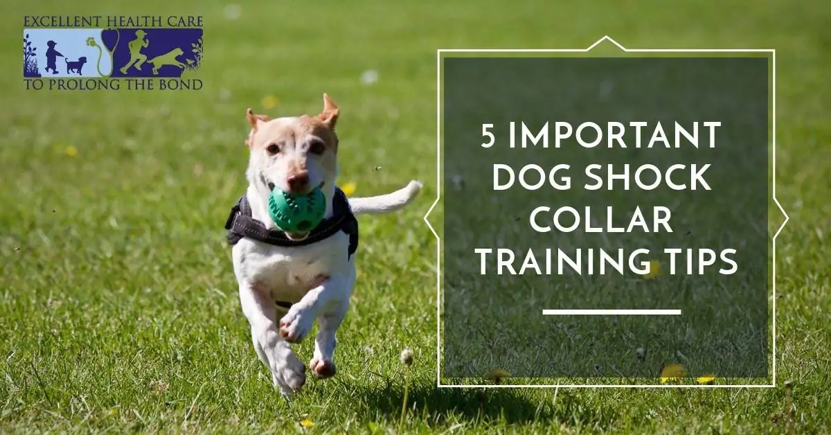 Dog care training 2024 collar not shocking