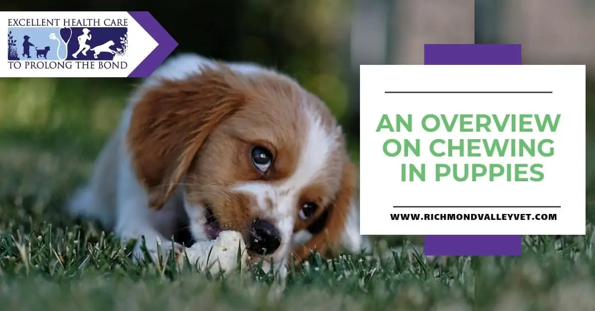An overview on chewing in puppies