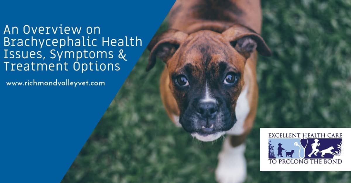 An Overview on Brachycephalic Health Issues, Symptoms & Treatment Options