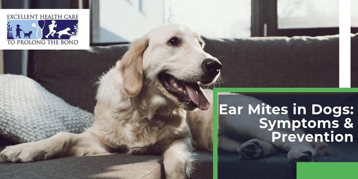 ear mites in golden retrievers