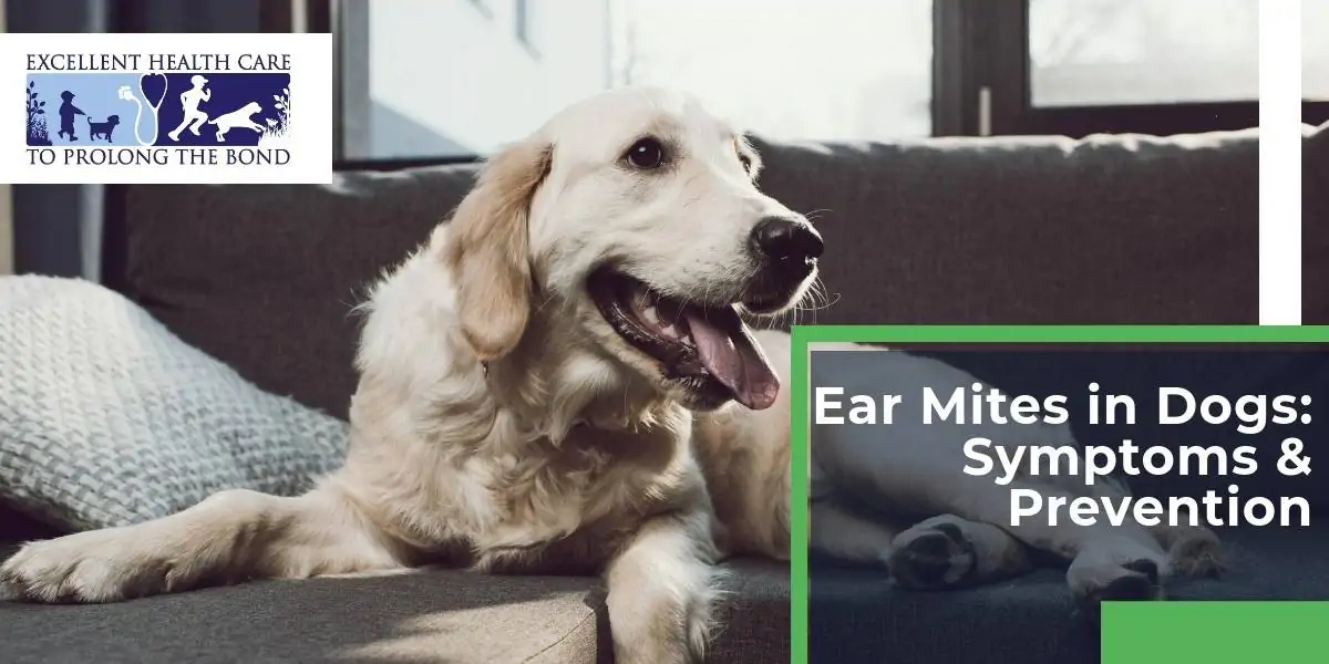 Ear mites in dogs: symptoms & prevention 
