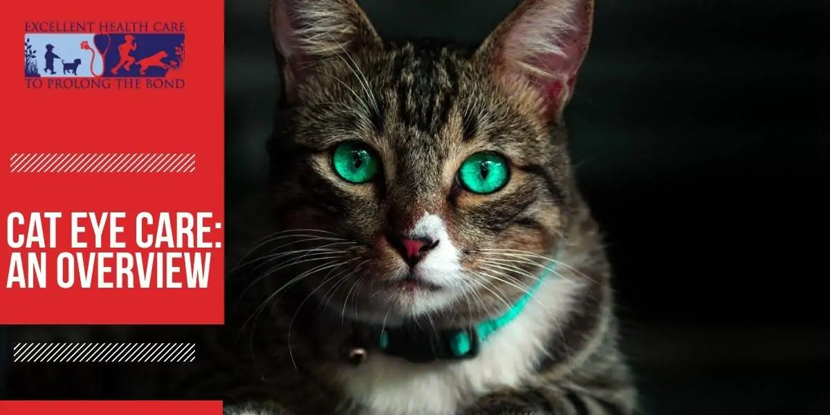 Feline Eye Conditions - Learn What They Are