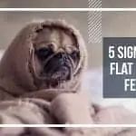 5 signs that your flat faced dog is feeling sick