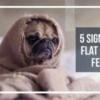5 signs that your flat faced dog is feeling sick