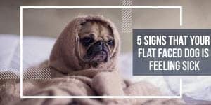 5 signs that your flat faced dog is feeling sick