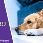 Canine-flu-what-you-need-to-know