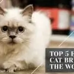 Top 5 expensive cat breeds in the world