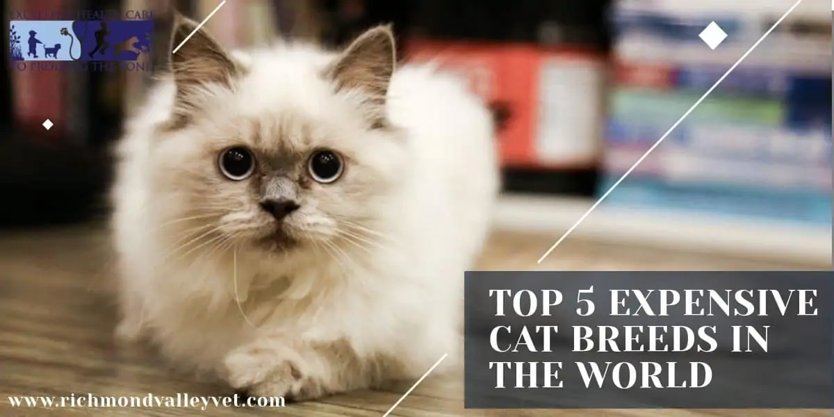 Top 5 expensive cat breeds in the world