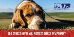 Dog stress- have you noticed these symptoms