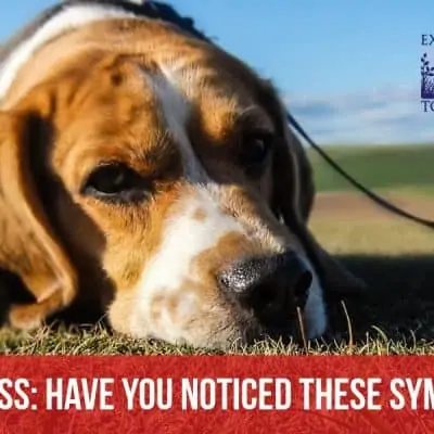 Dog stress- have you noticed these symptoms