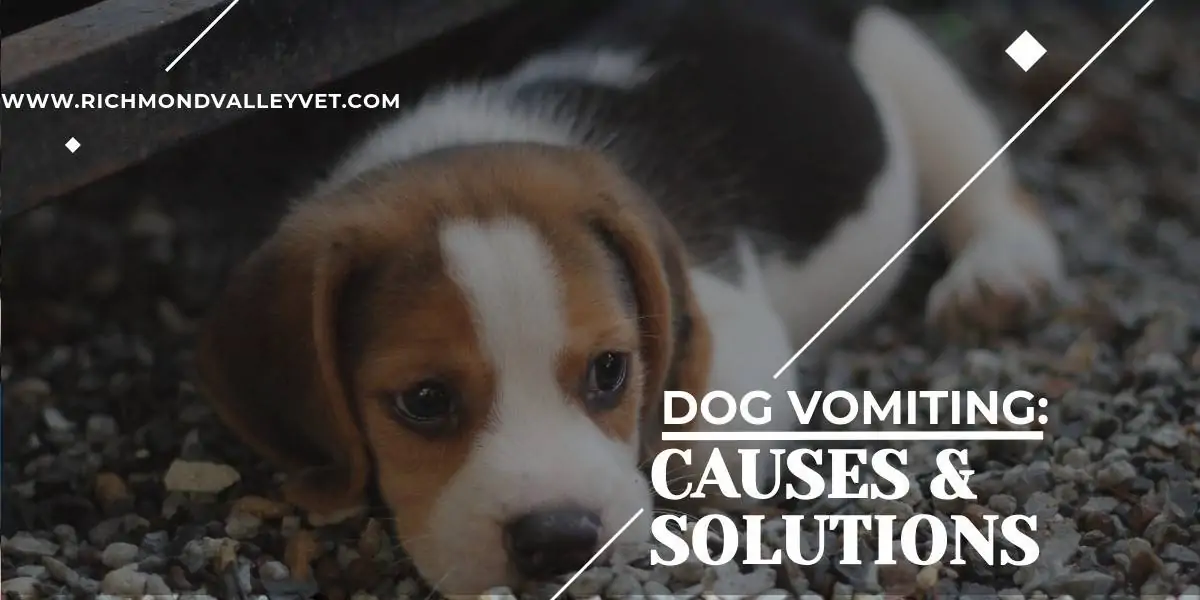 Dog Vomiting Causes & Solutions Richmond Valley Veterinary Practice