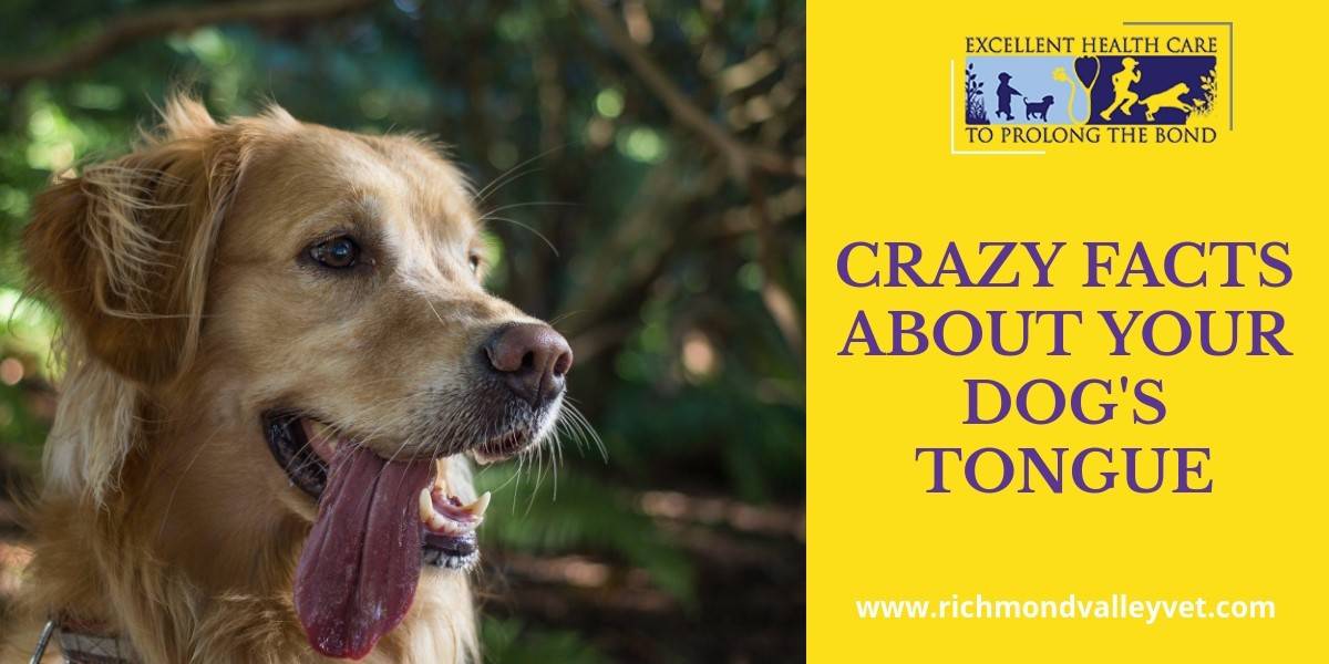 Crazy facts about your dog's tongue - Richmond Valley Veterinary Practice
