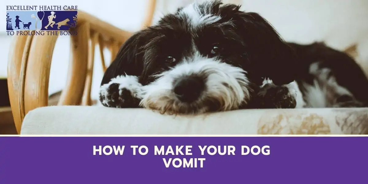 what can you give a dog that is vomiting