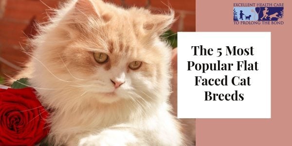 The 5 most popular flat faced cat breeds - Richmond Valley Veterinary ...