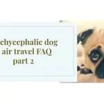 Brachycephalic dog & air travel FAQ part 2