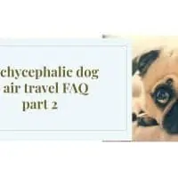 Brachycephalic dog & air travel FAQ part 2