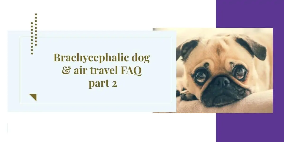 Brachycephalic dog & air travel FAQ part 2