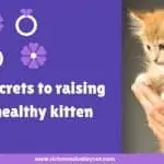 Secrets to raising healthy kittens