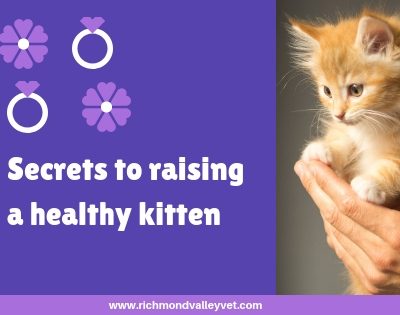 Secrets to raising healthy kittens