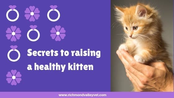 Secrets to raising healthy kittens