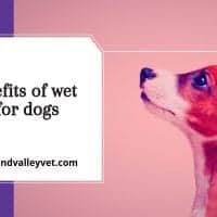 The benefits of wet diets for dogs