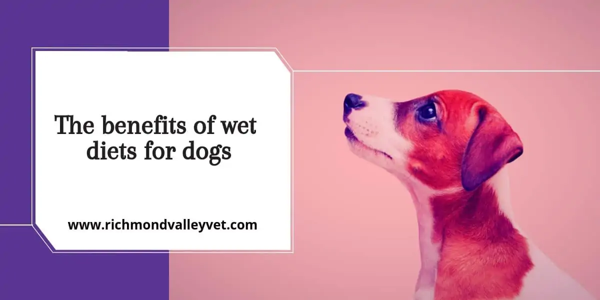 The benefits of wet diets for dogs