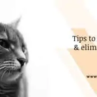 Tips to identifying & eliminating cat fleas