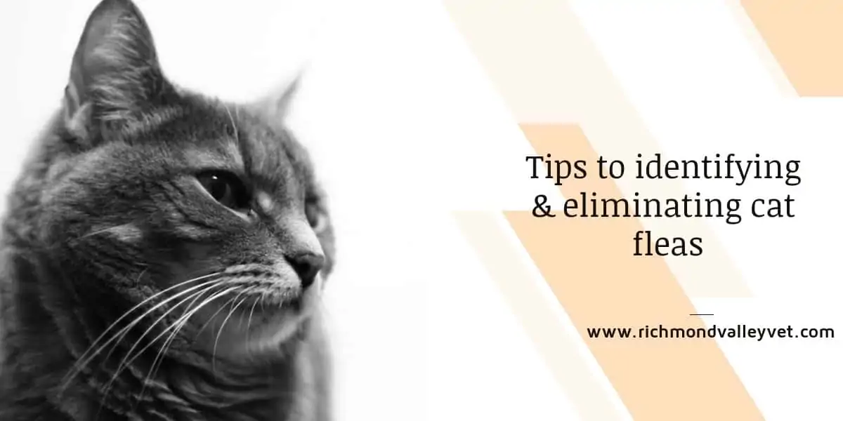 Tips to identifying & eliminating cat fleas