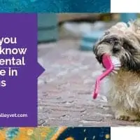 What you need to know about dental disease in dogs