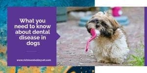 What you need to know about dental disease in dogs