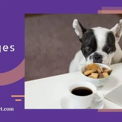 small dog looking at food placed on table