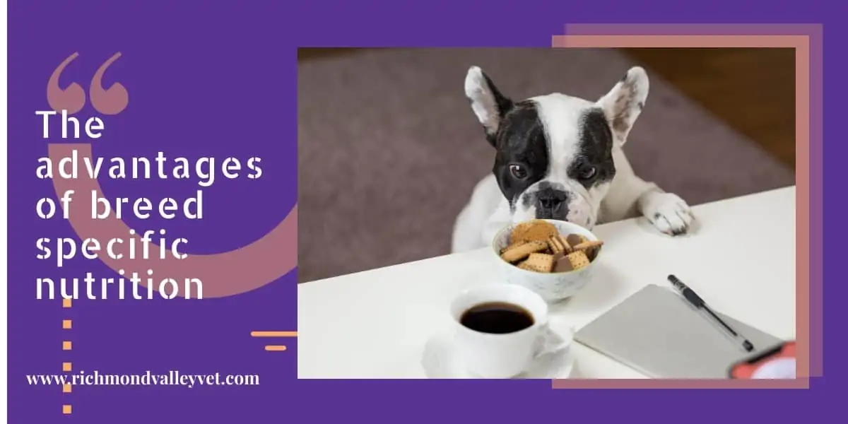 small dog looking at food placed on table