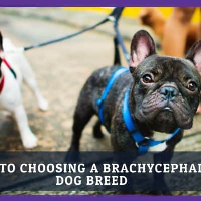 Tips for choosing a brachycephalic dog breed