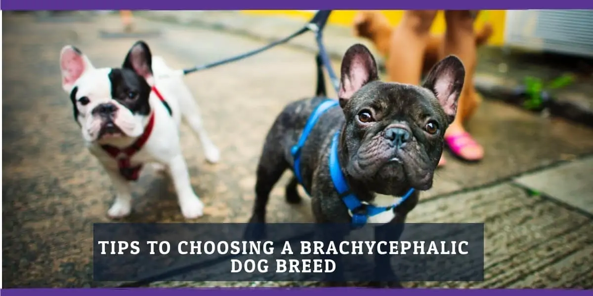 Tips for choosing a brachycephalic dog breed