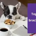 pug looking at a bowl full of cookies