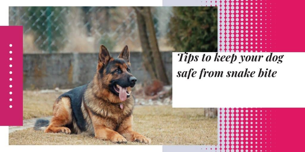 Tips to keep your dog safe from snake bite