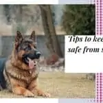 Tips to keep your dog safe from snake bite