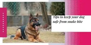 Tips to keep your dog safe from snake bite