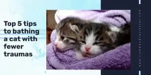 Two kitten wrapped in towel after bath