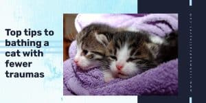 Two kittens wrapped in towel after bath