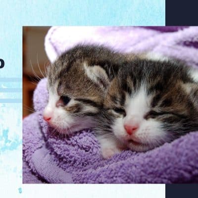 Two kittens wrapped in towel after bath