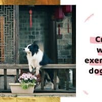 Creative ways to exercise your dog indoor