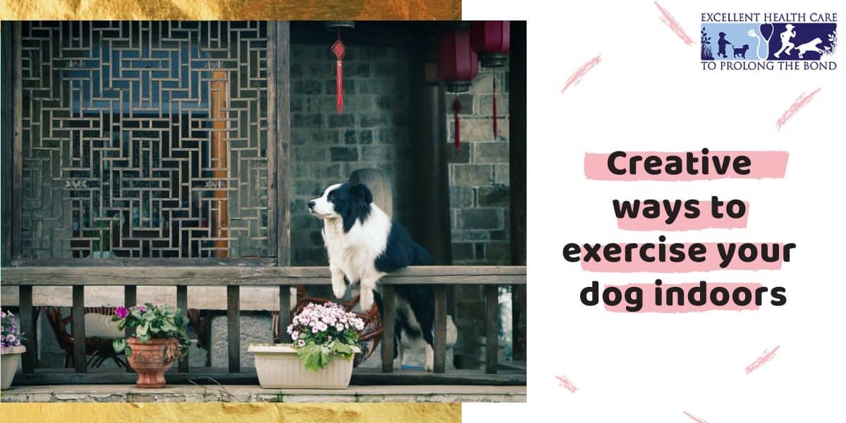 How to Exercise Your Dog Indoors