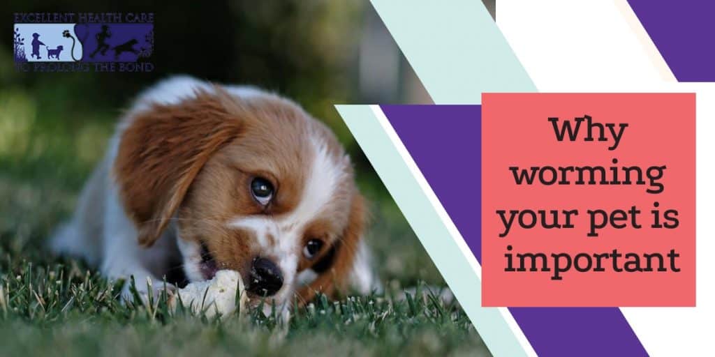 Why worming your pet is important Richmond Valley